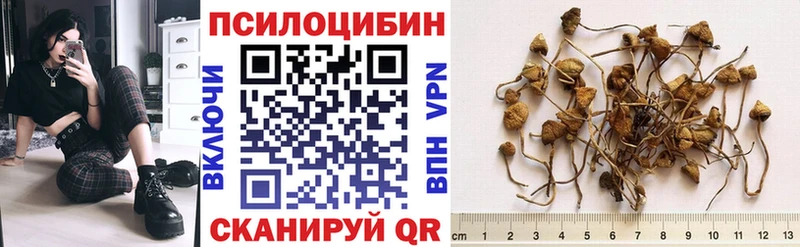 где купить наркоту  blacksprut онион  Псилоцибиновые грибы GOLDEN TEACHER  Пудож 